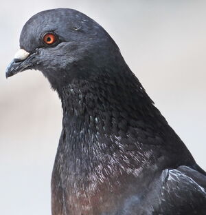 Pigeon biset 
&copy; Jean-Marc Rabby