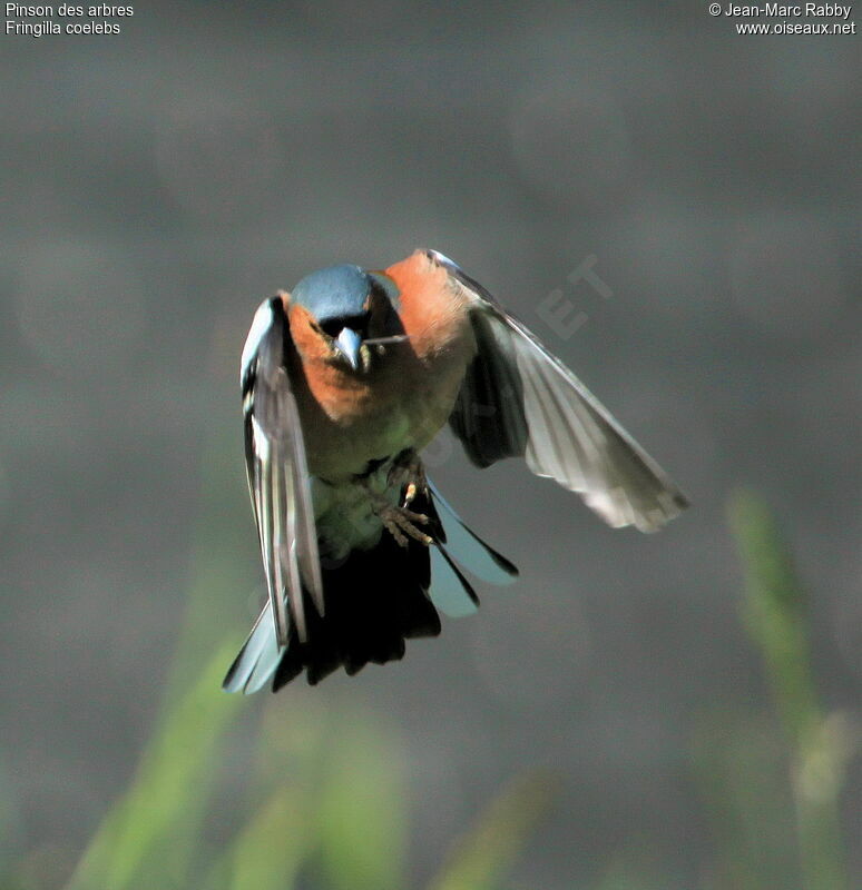Common Chaffinch, Flight