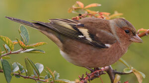 Common Chaffinch