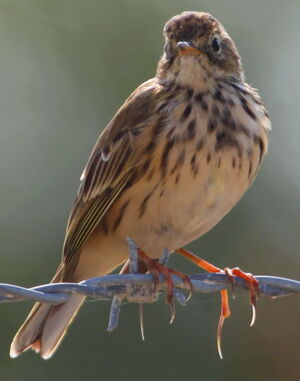 Meadow Pipit 
&copy; Jean-Marc Rabby