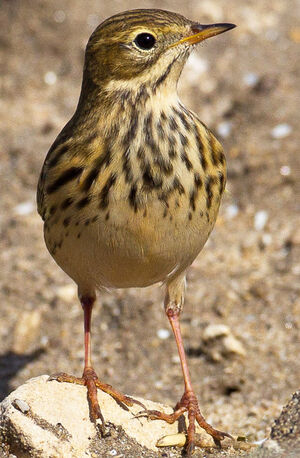 Meadow Pipit 
&copy; Jean-Marc Rabby