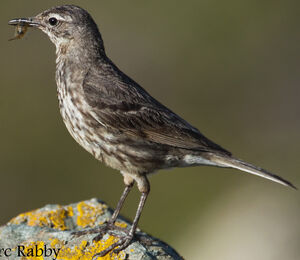 Eurasian Rock Pipit 
&copy; Jean-Marc Rabby