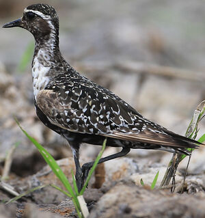 American Golden Plover 
&copy; Jean-Marc Rabby