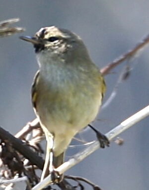 Common Chiffchaff