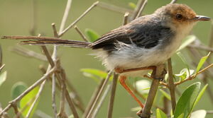 Prinia de Sao Tom�
