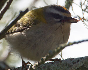 Common Firecrest 
&copy; Jean-Marc Rabby