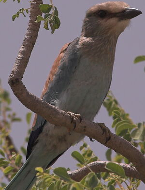 Abyssinian Roller