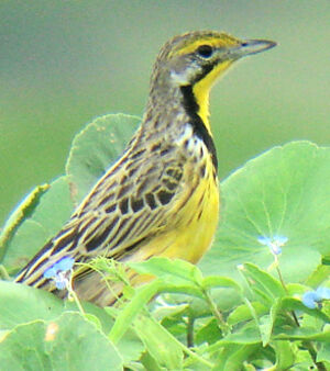Sentinelle � gorge jaune