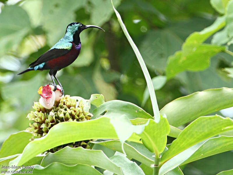 Superb Sunbird male adult, identification