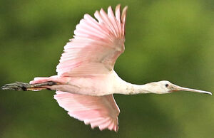 Roseate Spoonbill