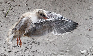 Common Tern