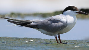 Common Tern 
&copy; Jean-Marc Rabby