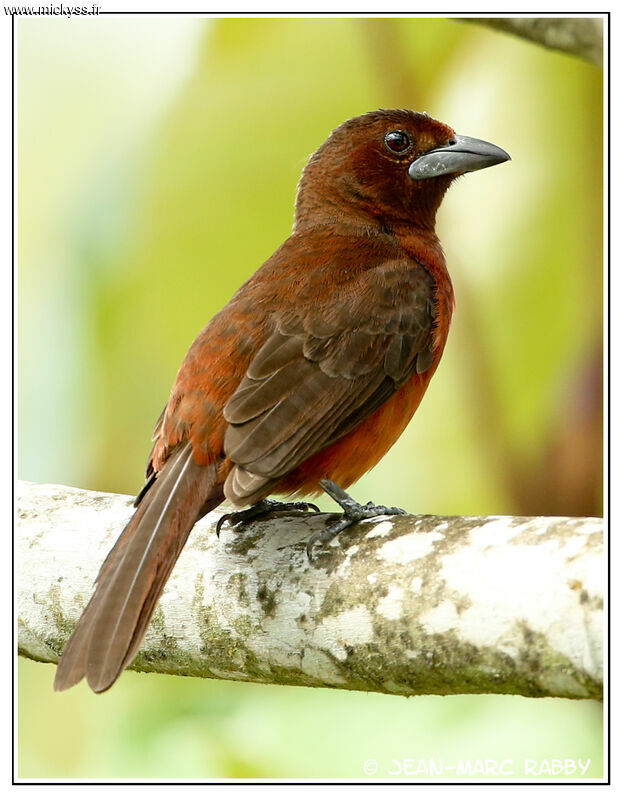 Silver-beaked Tanager, identification