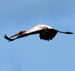 Yellow-billed Stork