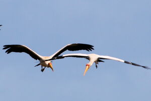 Yellow-billed Stork