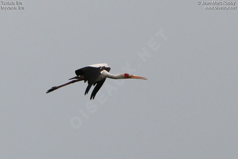 Tantale ibis, Vol