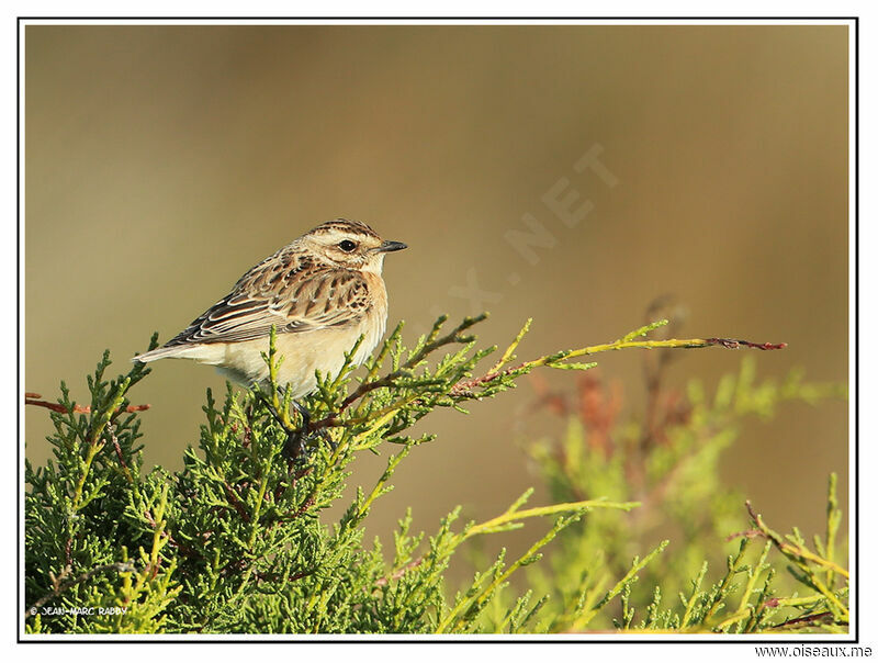 Whinchat, identification