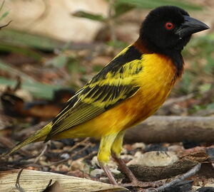 Village Weaver