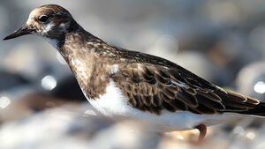 Ruddy Turnstone 
&copy; Jean-Marc Rabby