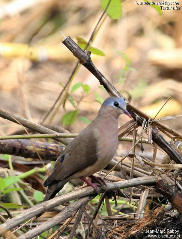 Blue-spotted Wood Dove, identification