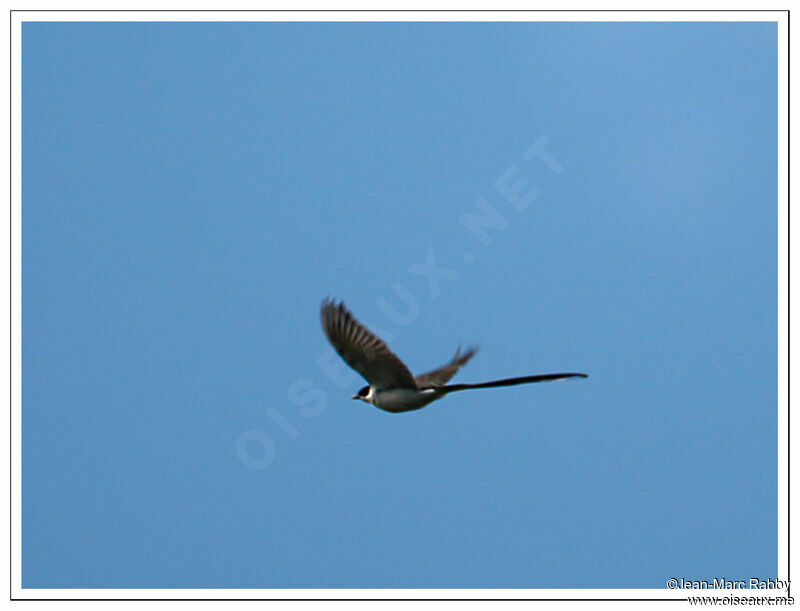 Fork-tailed Flycatcher, Flight