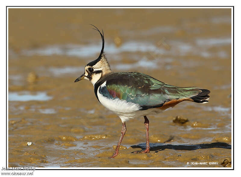 Northern Lapwing male adult, identification