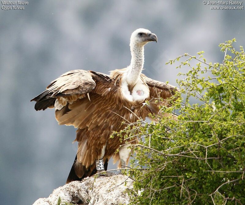 Griffon Vulture, identification