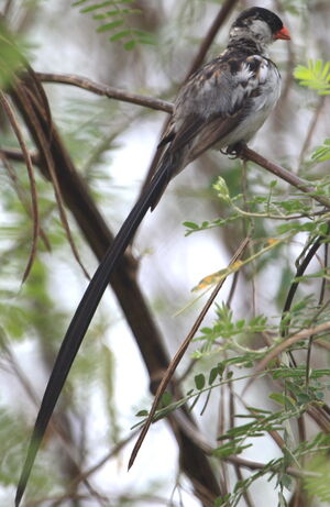Pin-tailed Whydah