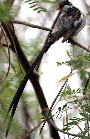 Pin-tailed Whydah