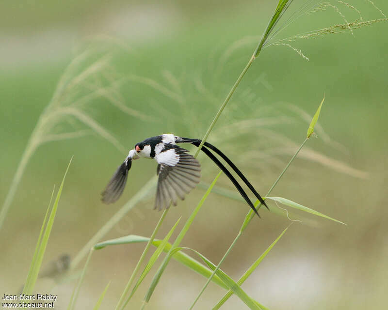 Pin-tailed Whydah male adult breeding, Flight