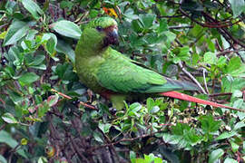 Austral Parakeet