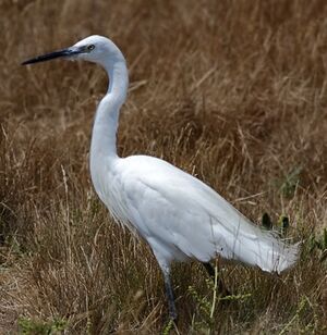 Aigrette garzette