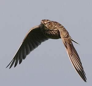 Eurasian Skylark