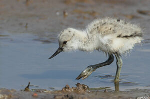 Pied Avocet