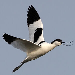 Pied Avocet 
&copy; Jean-Marie Poncelet