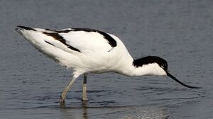 Pied Avocet 
&copy; Jean-Marie Poncelet