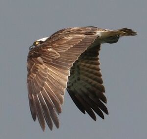 Western Osprey 
&copy; Jean-Marie Poncelet