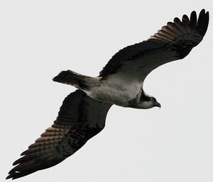 Western Osprey 
&copy; Jean-Marie Poncelet