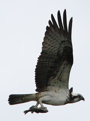 Balbuzard p�cheur