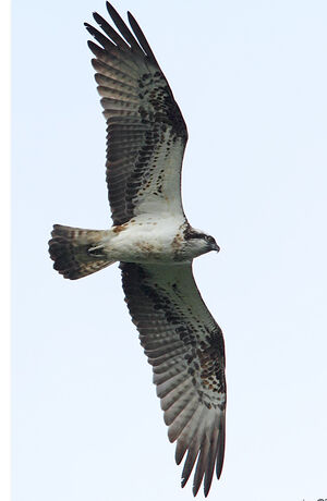 Balbuzard p�cheur