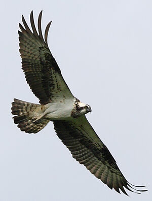 Balbuzard p�cheur