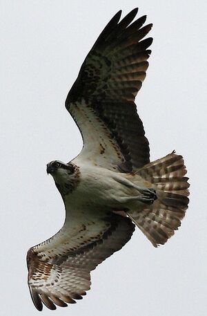 Western Osprey 
&copy; Jean-Marie Poncelet