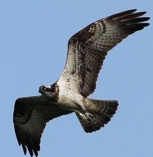 Western Osprey 
&copy; Jean-Marie Poncelet