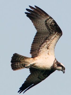 Western Osprey 
&copy; Jean-Marie Poncelet