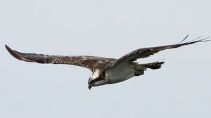 Western Osprey 
&copy; Jean-Marie Poncelet