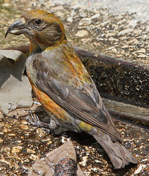 Red Crossbill 
&copy; Jean-Marie Poncelet