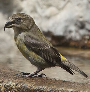 Red Crossbill 
&copy; Jean-Marie Poncelet