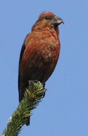Red Crossbill 
&copy; Jean-Marie Poncelet