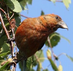 Red Crossbill 
&copy; Jean-Marie Poncelet