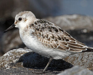 B�casseau sanderling